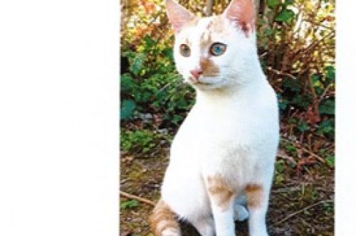 Chat trouvé