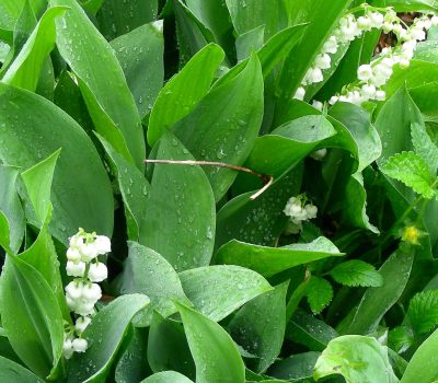 Arrêté portant règlementation de la vente du muguet