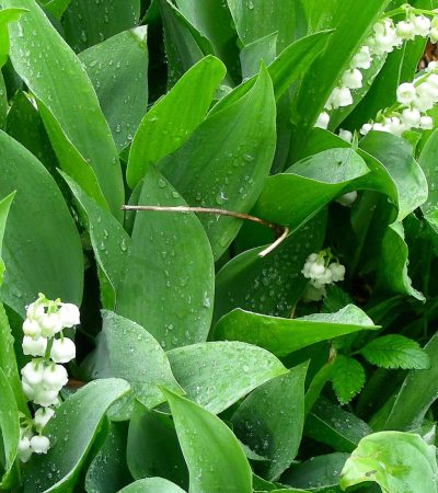 Arrêté portant règlementation de la vente du muguet
