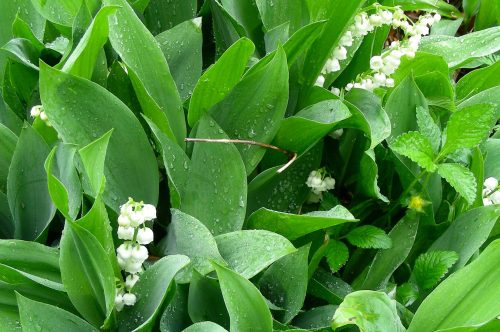 Arrêté portant règlementation de la vente du muguet