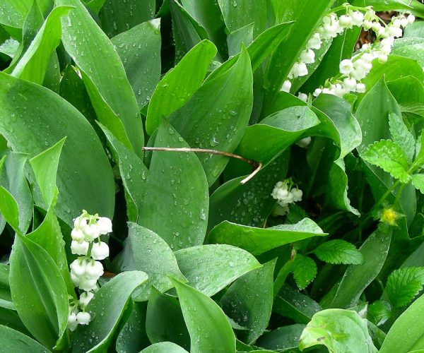 Arrêté portant règlementation de la vente du muguet
