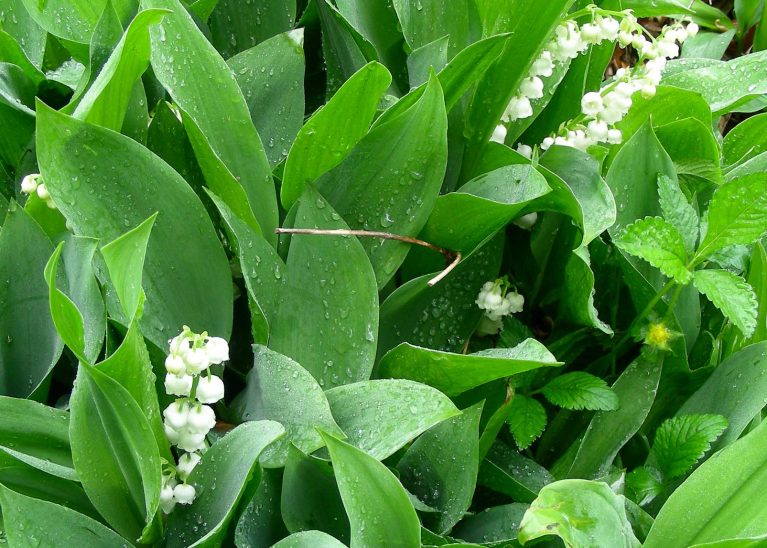 Arrêté portant règlementation de la vente du muguet