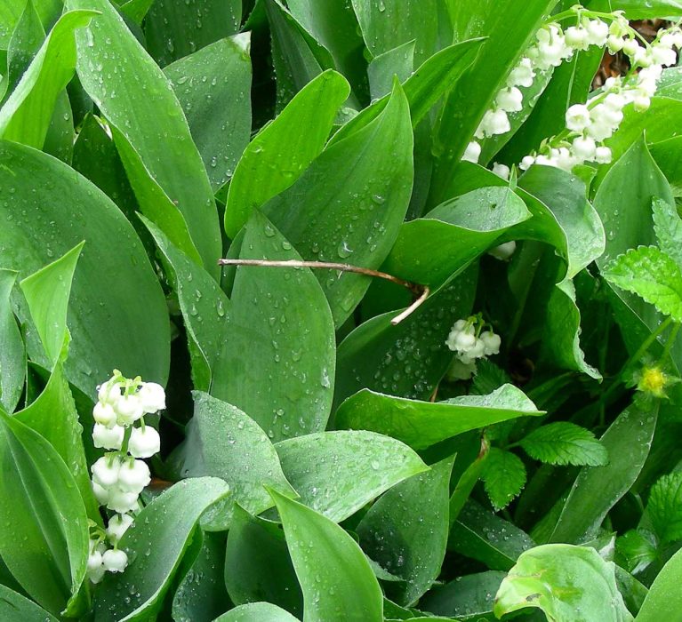 Arrêté portant règlementation de la vente du muguet