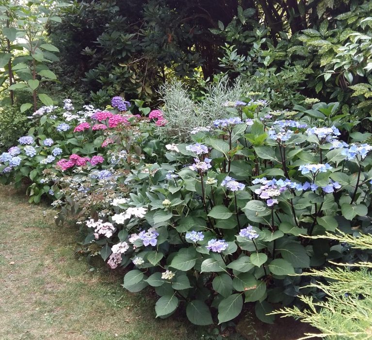 Visite du Jardin de la Forêt