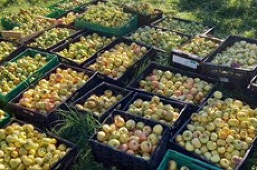 Les 2000 Pattes croquent la pomme!