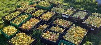 Les 2000 Pattes croquent la pomme!