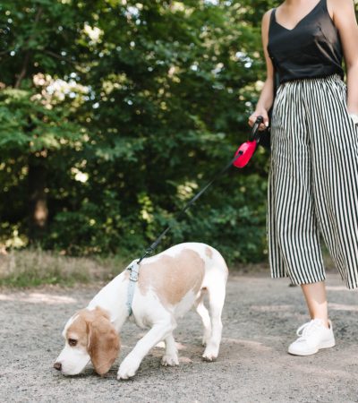 Obligations des propriétaires de chiens : publication d’un arrêté