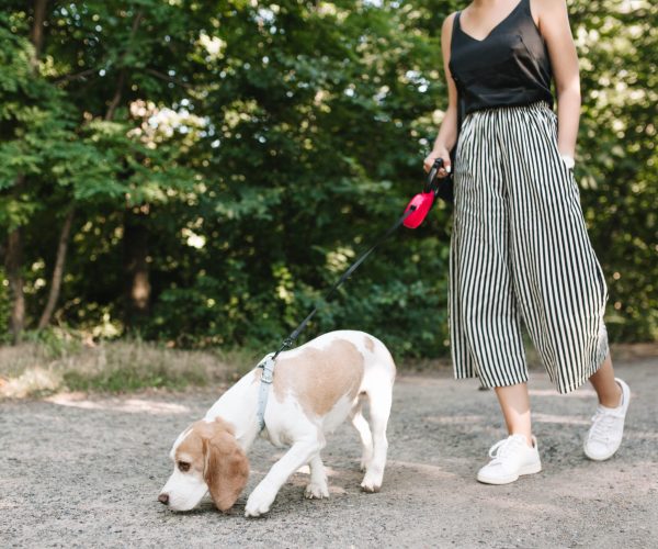 Obligations des propriétaires de chiens : publication d’un arrêté