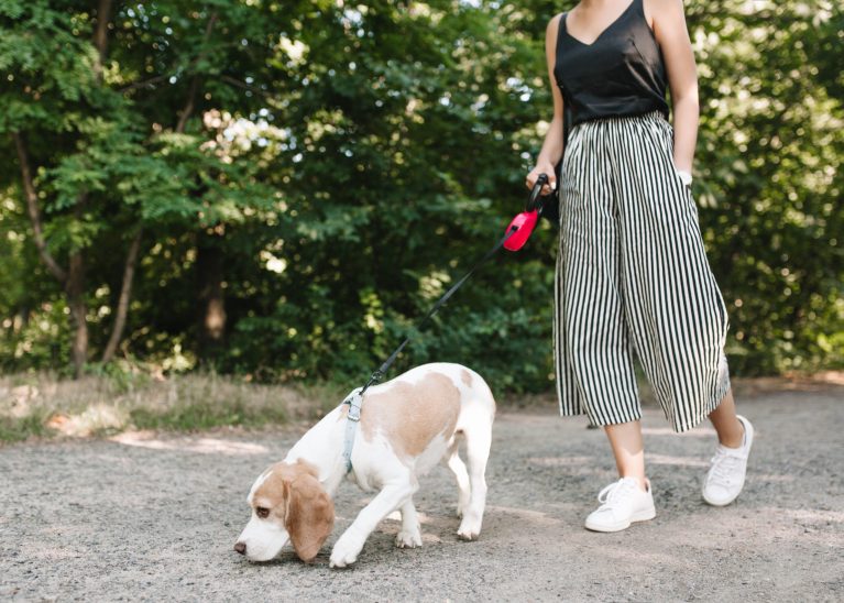 Obligations des propriétaires de chiens : publication d’un arrêté