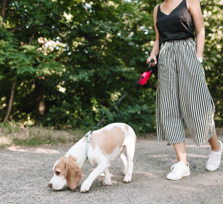 Obligations des propriétaires de chiens : publication d&rsquo;un arrêté