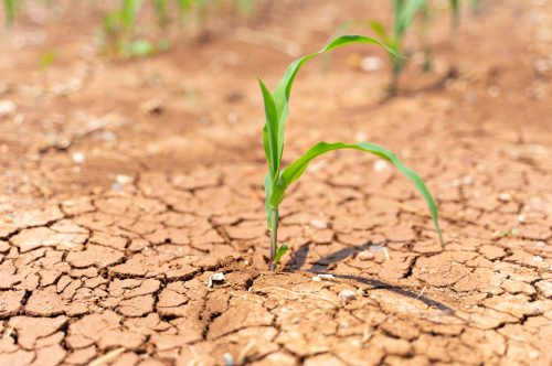 Sécheresse : restrictions des usages de l&rsquo;eau